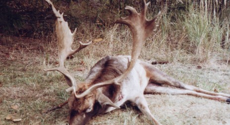 Loňský úlovek z honitby Jelení kopec