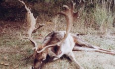 Loňský úlovek z honitby Jelení kopec