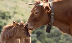 Domácí zvířata zanášejí do krajiny nebezpečné jedy, ohrožují tím přírodu