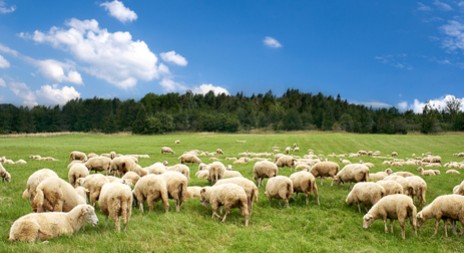 Pastva ovcí vyhubila na řadě míst vzácné květiny a ohrožené motýly