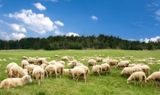 Pastva ovcí vyhubila na řadě míst vzácné květiny a ohrožené motýly