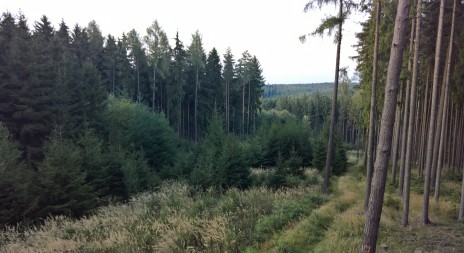 Přeshraniční spolupráce v lesích pokračuje, výzkum se rozšíří