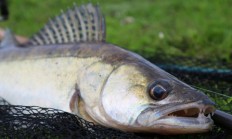 Rybáři podepisují petici za záchranu candáta, bojí se vybíjení