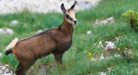 Myslivci či rybáři se bojí omezení nepůvodních rostlin a zvířat