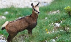 Myslivci či rybáři se bojí omezení nepůvodních rostlin a zvířat