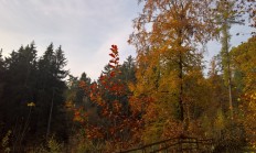 NP Šumava připravuje části lesů na to, aby se v nich nezasahovalo