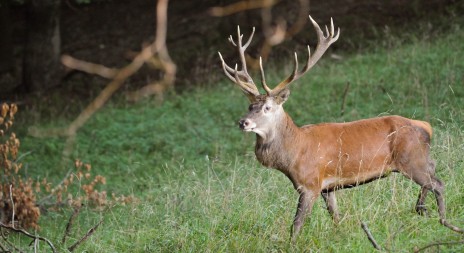 Původ a historie jelena  evropského (Cervus elaphus)