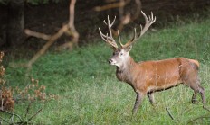Původ a historie jelena  evropského (Cervus elaphus)