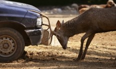 Střetů se zvěří přibývá, letošní rok bude zřejmě rekordní