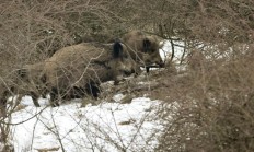 Praha 14 jedná s myslivci o odstřelu přemnožených divočáků