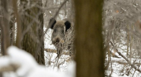 Ústí dá myslivcům 300 korun za divočáka střeleného ve městě