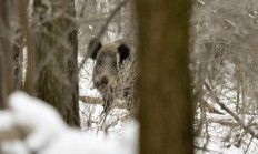 Ústí dá myslivcům 300 korun za divočáka střeleného ve městě