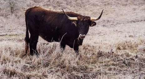 Ani kruté mrazy velkým kopytníkům v rezervaci nevadí, na pastvinách najdou dostatek pestré potravy