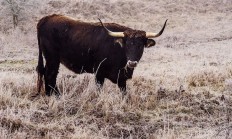 Ani kruté mrazy velkým kopytníkům v rezervaci nevadí, na pastvinách najdou dostatek pestré potravy
