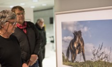 Výstava v centru Prahy přibližuje velké kopytníky v rezervaci u Milovic a Benátek