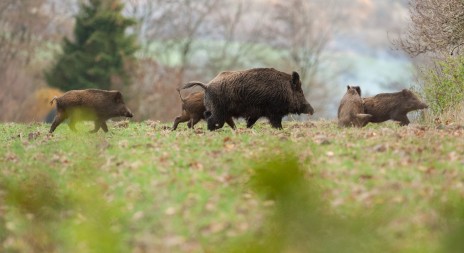 Přemnožená prasata budou na východě Prahy střílet i externí lovci