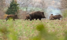 Přemnožená prasata budou na východě Prahy střílet i externí lovci