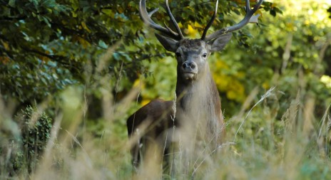 22. ROČNÍK VÝSTAVY NATURA VIVA v Lysé nad Labem