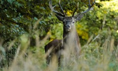 22. ROČNÍK VÝSTAVY NATURA VIVA v Lysé nad Labem