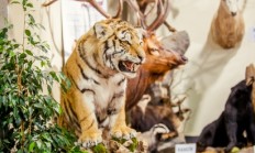 Výstava myslivosti, rybářství a včelařství na výstavišti Floria začíná již dnes