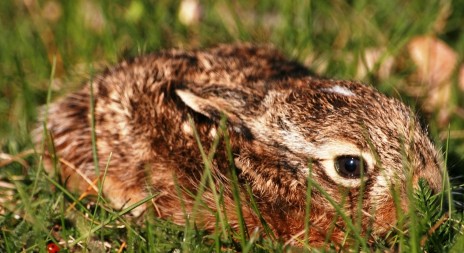 V Jihočeském kraji veterináři zjistili u zajíce tularemii