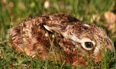V Jihočeském kraji veterináři zjistili u zajíce tularemii