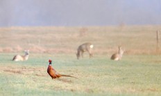 Probíhá líhnutí bažantíků a koroptví 