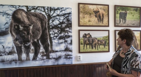 Na zámku v Benátkách nad Jizerou se v pátek otevřela stálá expozice velkých kopytníků