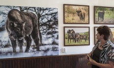 Na zámku v Benátkách nad Jizerou se v pátek otevřela stálá expozice velkých kopytníků  