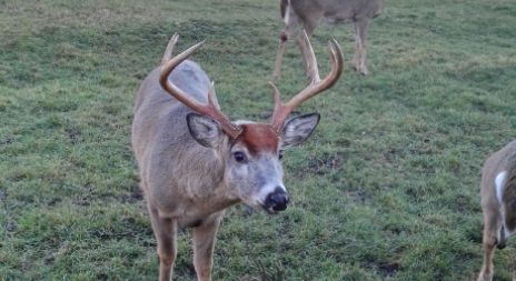 Myslivecká mluva jelence viržinského (Odocoileus virginianus)