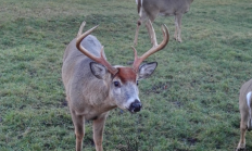 Historie jelence viržinského (Odocoilecus virginianus)
