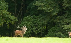 Šumavský a bavorský park pracují na projektech za 160 mil. Kč