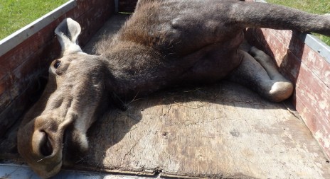 V jižních Čechách zahynul při nehodě další los, letos jde již o druhý případ