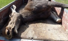 V jižních Čechách zahynul při nehodě další los, letos jde již o druhý případ 
