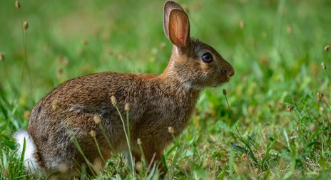 Myslivecká mluva králíka divokého (Oryctolagus cuniculus)