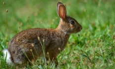 Myslivecká mluva králíka divokého (Oryctolagus cuniculus)