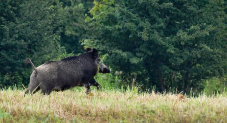 Africký mor prasat byl potvrzen už u 24 uhynulých divočáků