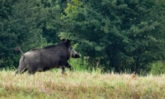 Africký mor prasat byl potvrzen už u 24 uhynulých divočáků