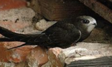 Česká společnost ornitologická Vás zve na na večerní vycházku 
