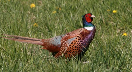 Myslivecká mluva bažanta obecného (Phasianus colchicus)