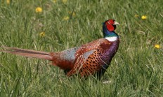 Myslivecká mluva bažanta obecného (Phasianus colchicus)