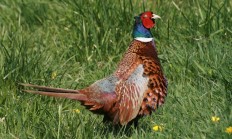 Historie  bažanta obecného (Phasianus colchicus)
