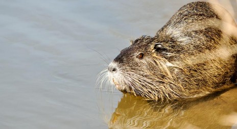 Mezi invazními nepůvodními druhy je i ondatra nebo bolševník
