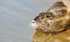 Mezi invazními nepůvodními druhy je i ondatra nebo bolševník