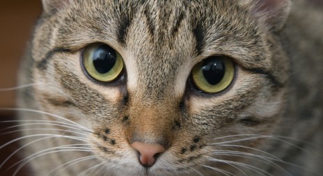 Myslivecká mluva – kočka divoká (Felis silvestris)