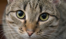 Myslivecká mluva – kočka divoká (Felis silvestris)