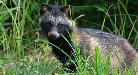 Myslivecká mluva psíka mývalovitého (Nyctereutes procyonoides)