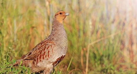 Myslivecká mluva koroptve polní  (Perdix perdix)