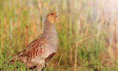Myslivecká mluva koroptve polní  (Perdix perdix)