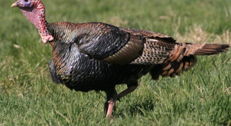 Myslivecká mluva krocana divokého (Meleagris gallopavo)